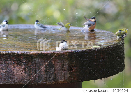 Willow tit 6154604