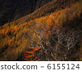 Larch in autumn 6155124