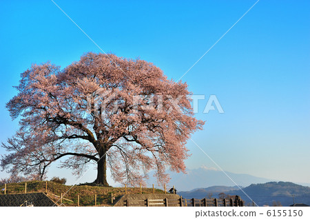 One cherry tree in full bloom 6155150