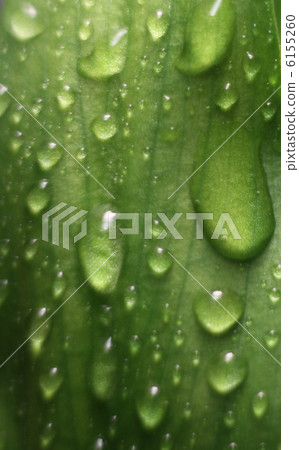 Leaf with raindrops Leaf with raindrops 6155260