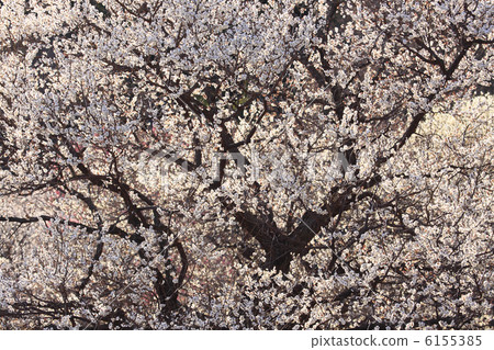 盛開的白梅花Kairakuen意見季節在天空的高度人們沒有 盛開的白梅花Kairakuen意見季節在天空的高度人們沒有 6155385