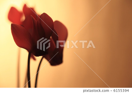 Cyclamen 6155394