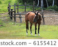 Horses of the plateau 6155412