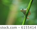 Tree frog 6155414