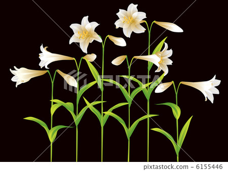 Lily Lily 6155446