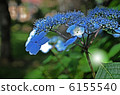 藍色繡球花 6155540