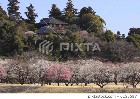 Kairakuen觀測季Yoshinobu Tei和Bairin森林沒有數字 Kairakuen觀測季Yoshinobu Tei和Bairin森林沒有數字 6155597
