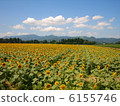Sunflower field 6155746