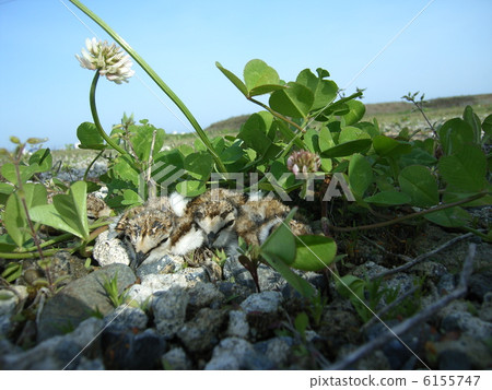 保護色的3隻小黃道帶小雞 6155747