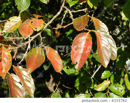 牡蠣葉子/八王子秋葉 牡蠣葉子/八王子秋葉 6155762