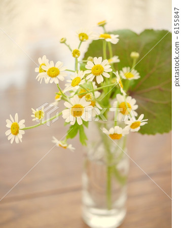 小安排'Matriarcharia' 6155847