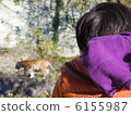 看老虎的男孩在動物園 6155987