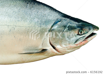Fresh big salmon. Oncorhynchus masou 6156192