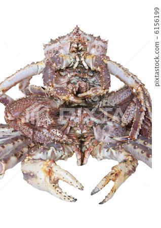 King Crab 6156199