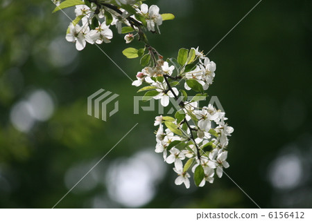 祖米的花 祖米的花 6156412