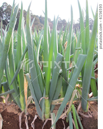 大蔥 6156593