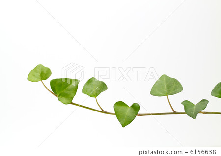綠色常春藤葉子背景 綠色常春藤葉子背景 6156638