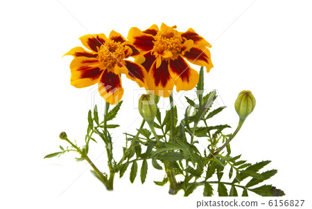 marigold isolated marigold isolated 6156827