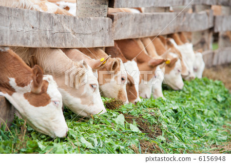 calves eating green rich fodder calves eating green rich fodder 6156948