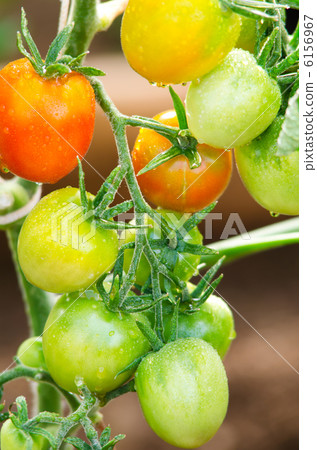 tomatoes on twigs 6156967