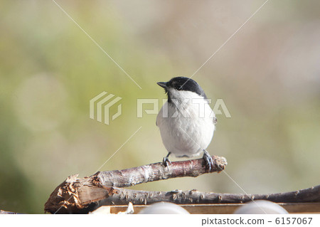 Lashes Lashes 6157067