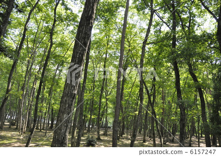 The trees The trees 6157247