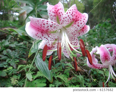 鹿子百合 鹿子百合 6157682