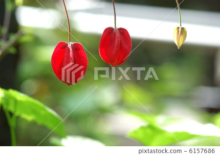 Tyrolean lamp 6157686