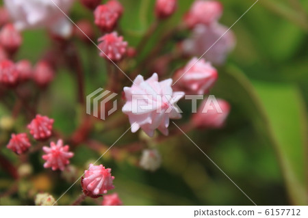The bud of the flower of Kalmia 6157712