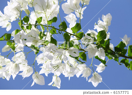 White blooming bougainvilleas against the blue sky White blooming bougainvilleas against the blue sky 6157771