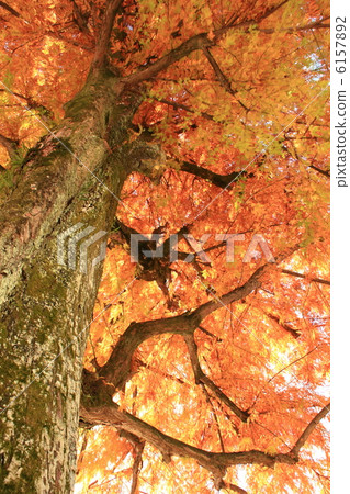 Kobo杉樹（湖秋天）在黃色湖高知城堡公園高知縣政府2012.11.27射擊 6157892