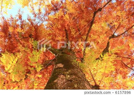 Kobo杉樹（湖秋天）在黃色湖高知城堡公園高知縣政府2012.11.27射擊 6157896