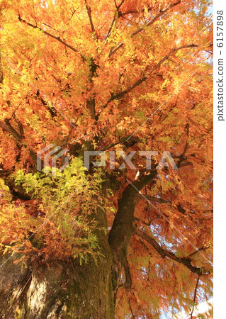 Kobo杉樹（湖秋天）在黃色湖高知城堡公園高知縣政府2012.11.27射擊 6157898