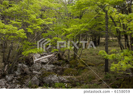 Oshikigahara of fresh green 6158059