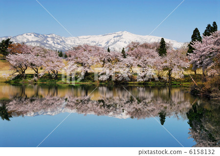 Remaining snow and cherry blossoms of Echigo Remaining snow and cherry blossoms of Echigo 6158132