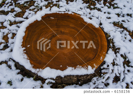 Stump in snow 6158156