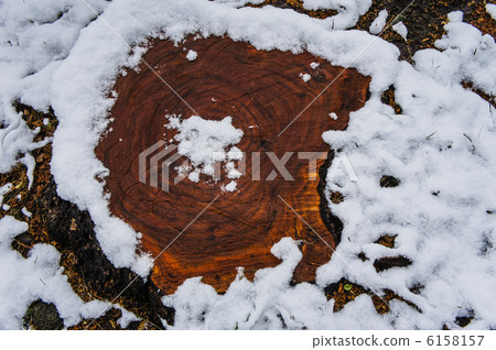 Stump in snow Stump in snow 6158157