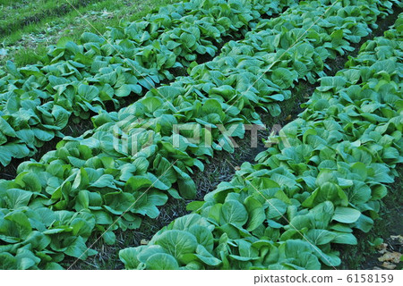 Leafy vegetable field 6158159