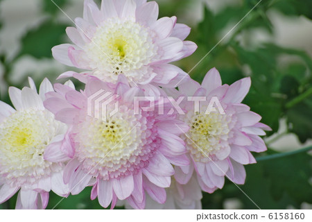 Light pink kiku chrysanthemum Light pink kiku chrysanthemum 6158160