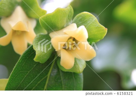 牡蠣花 牡蠣花 6158321