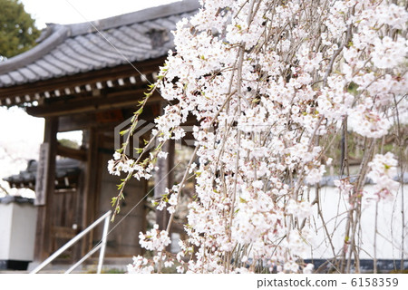 櫻花“Oku Chichibu / Kiunumi Temple” 6158359