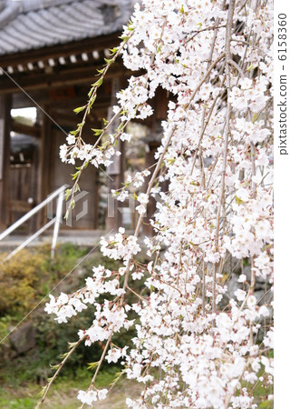 櫻花“Oku Chichibu / Kiunumi Temple” 6158360