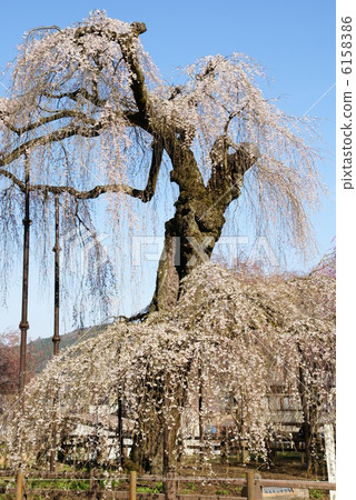 photo : full bloom, weeping cherry tree, cherry tree