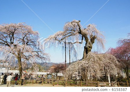 櫻花“Oku Chichibu / Kiunumi Temple” 櫻花“Oku Chichibu / Kiunumi Temple” 6158387