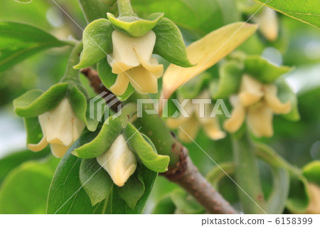 Oyster flowers Oyster flowers 6158399
