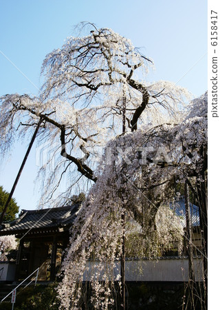 櫻花“Oku Chichibu / Kiunumi Temple” 櫻花“Oku Chichibu / Kiunumi Temple” 6158417