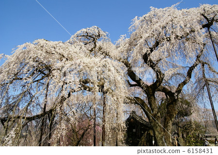 櫻花“Oku Chichibu / Kiunumi Temple” 櫻花“Oku Chichibu / Kiunumi Temple” 6158431