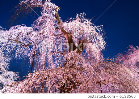 Cherry blossom "Okuchi Chichibu / Kiunumi Temple" Buddy cherry blossoms light up 6158563