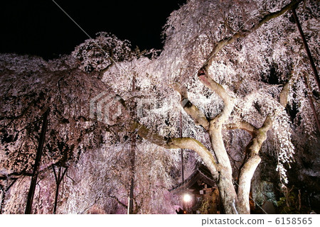 櫻花“Okuchi Chichibu / Kiunumi Temple”Buddy櫻花點亮 6158565