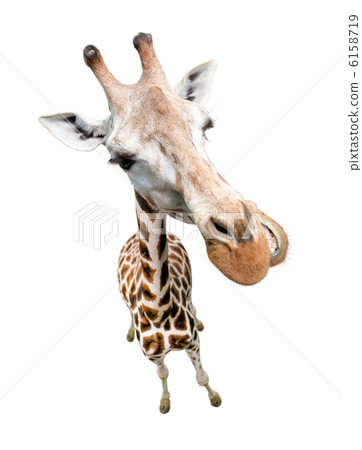 Giraffe closeup portrait isolated on white. Top view wide lens s Giraffe closeup portrait isolated on white. Top view wide lens s 6158719